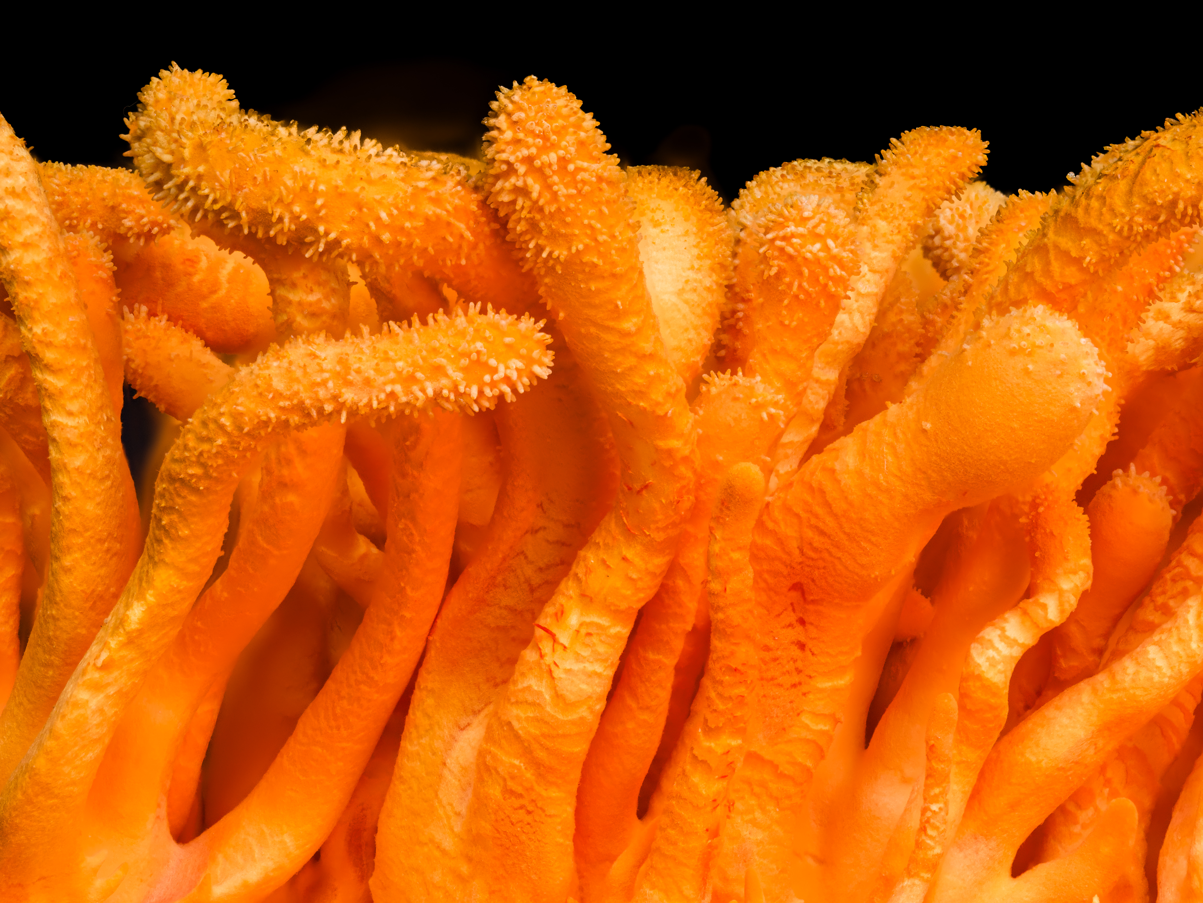 Cordyceps Militaris